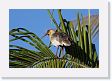 06-008 * Buff-necked Ibis * Buff-necked Ibis